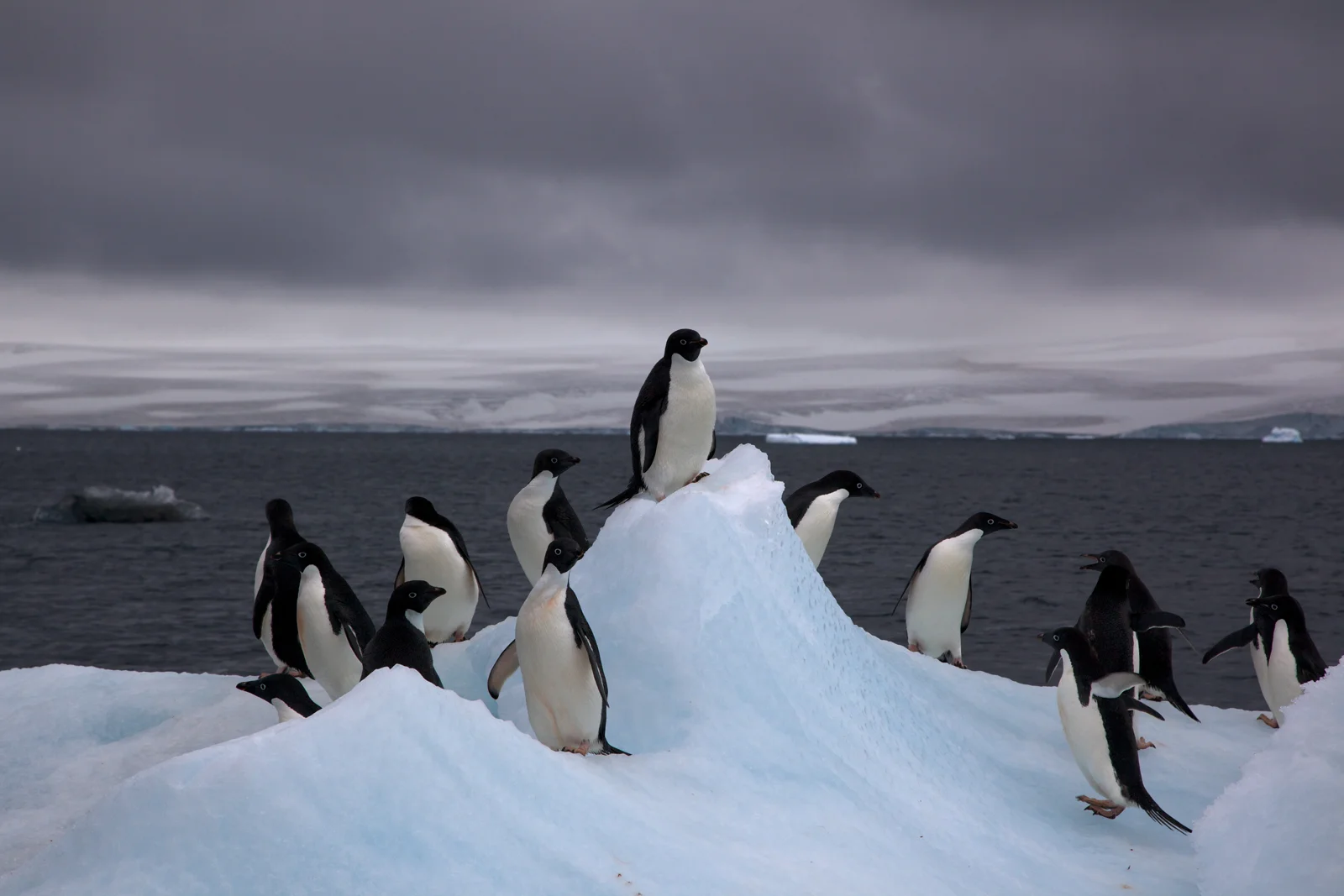 Pinguini Adelia su un iceberg in Antartide