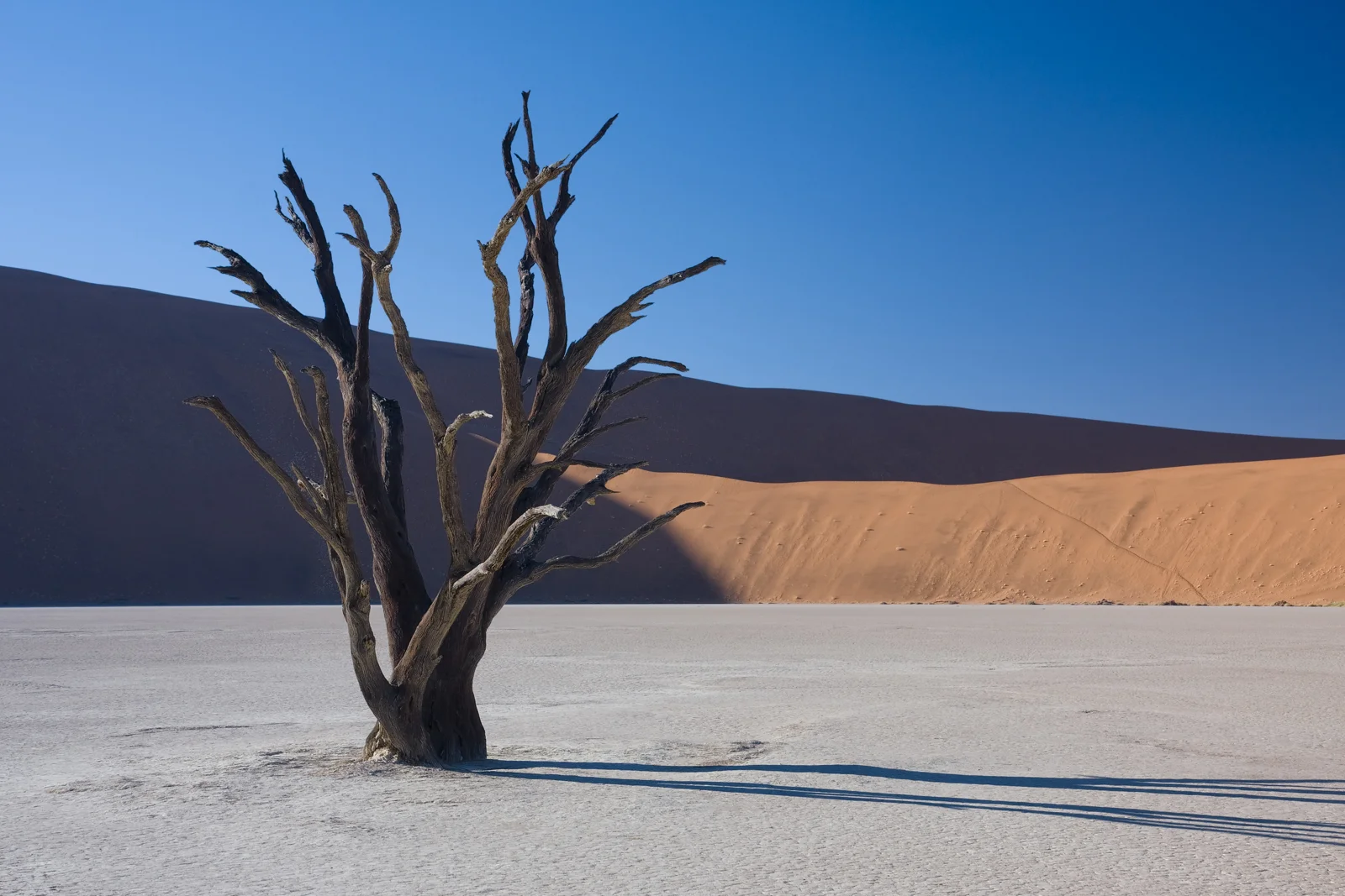 Alberi e dune a Deadvlei, Namibia