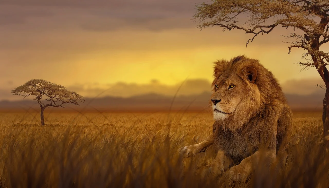 Africa
