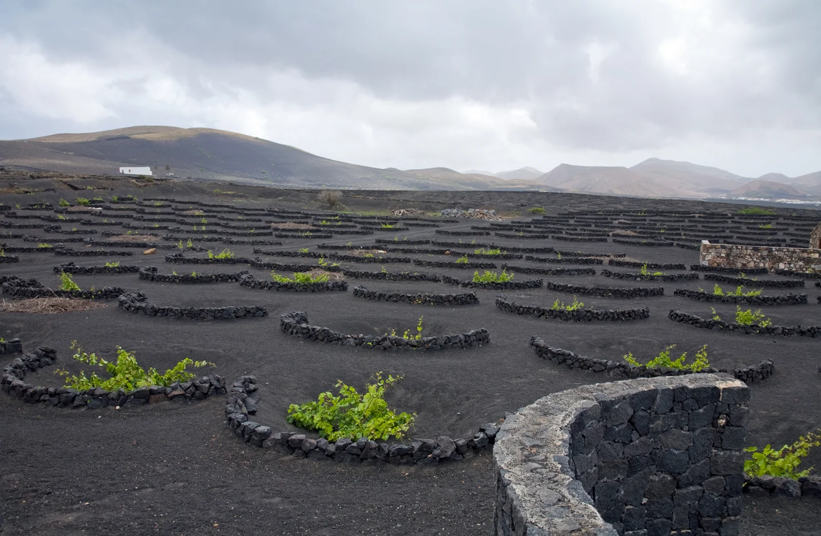 Paesaggio vulcanico e vigneti di La Geria, Lanzarote